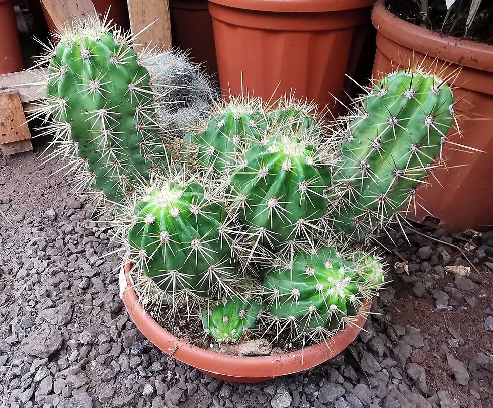 Trichocereus Grandiflorus Cactus For Sale