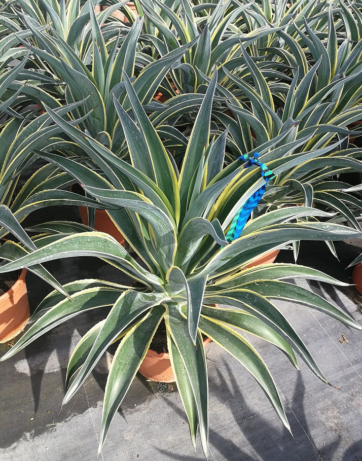 Thumbnail: Agave Desmettiana 'Variegata'. Variegated Smooth Agave.