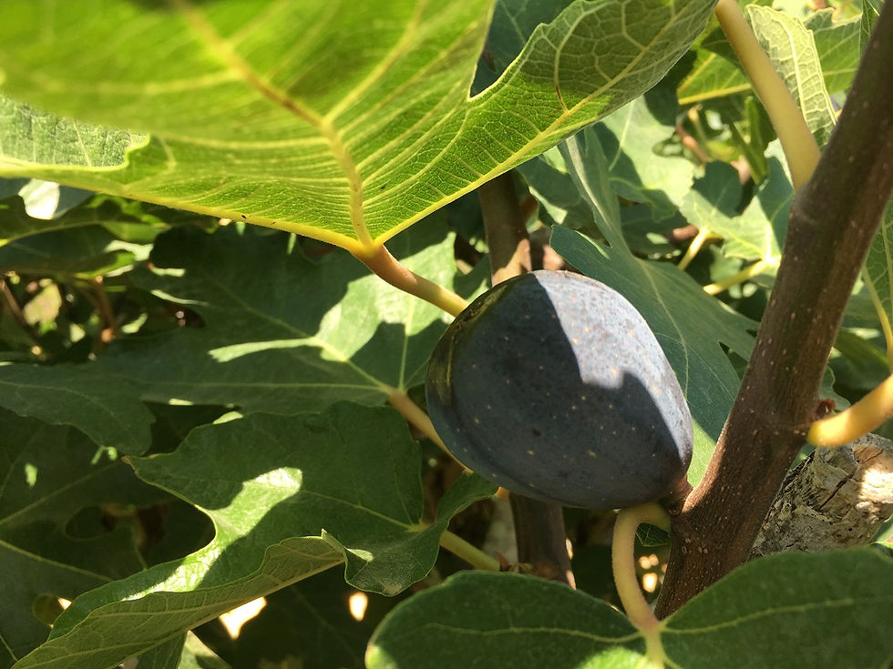 Thumbnail: Large Fig Trees For Sale. Ficus Carica 'Noire De Caromb.