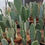 Thumbnail: Opuntia 'Titania'. Spineless Prickly Pear Cactus