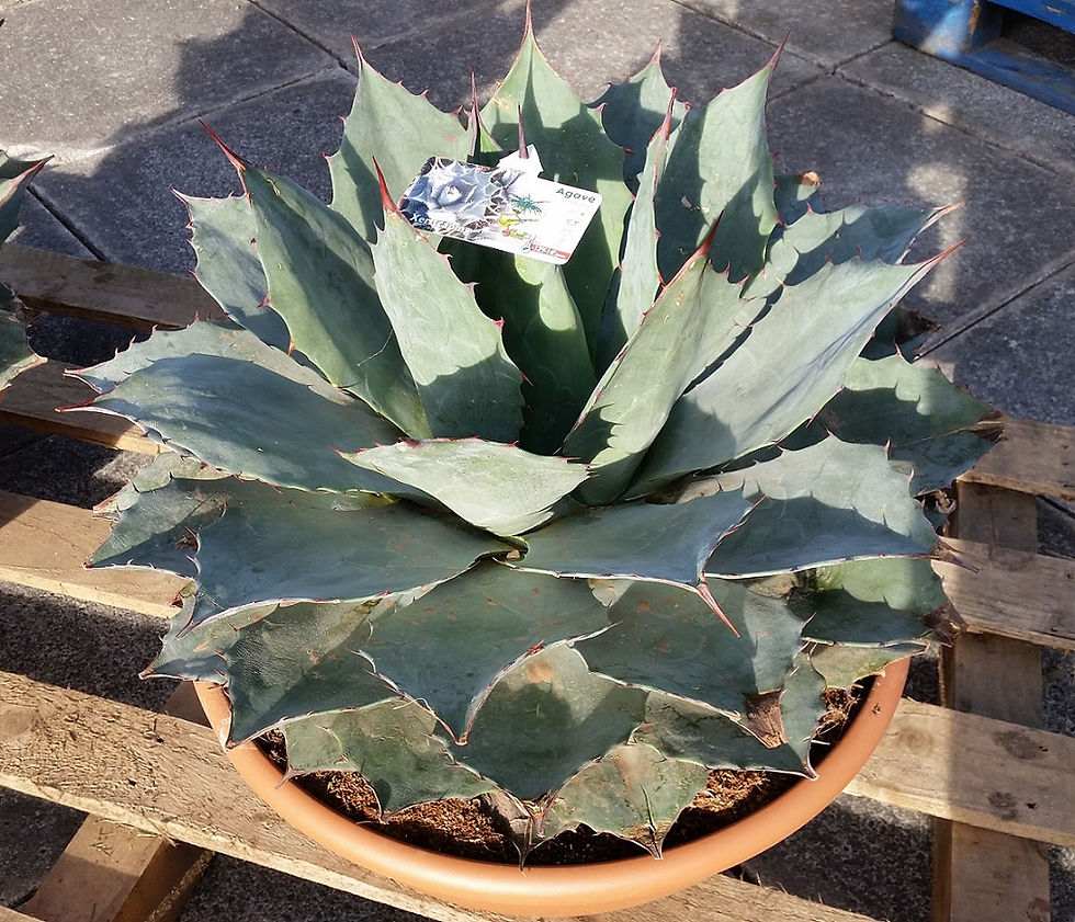 Specimen Agave 'Blue Brian'. The Palm Tree Company