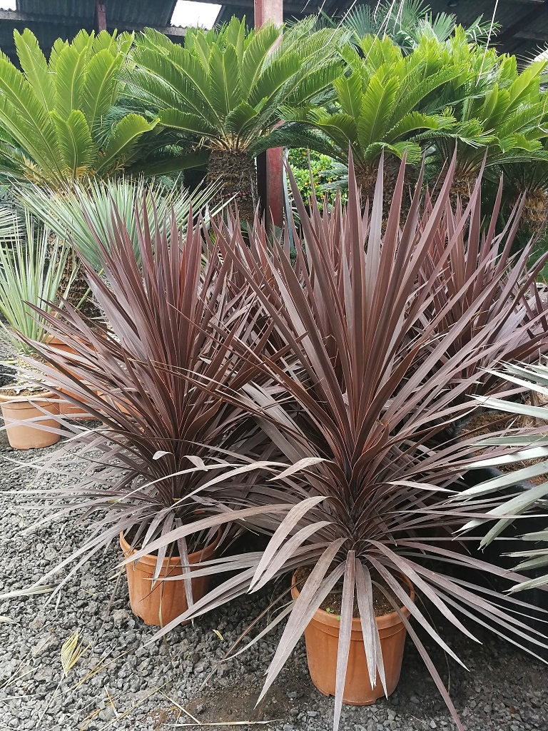 Thumbnail: Cordylines.  Cordyline Red Star.