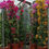 Thumbnail: Tall Bougainvillea Purple/Cerise Colour Plants For Sale