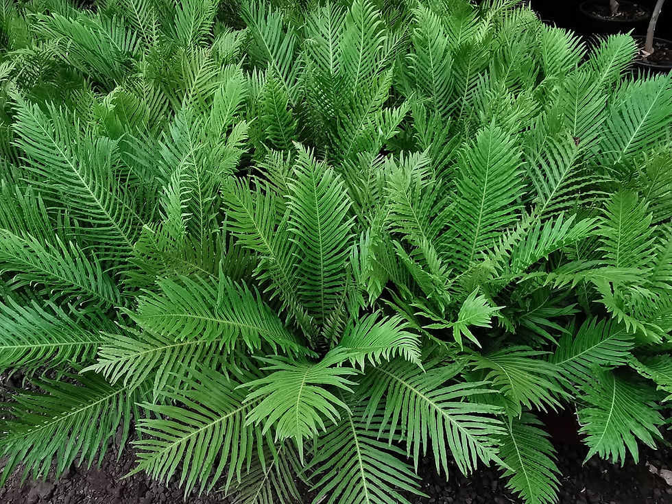 Thumbnail: Blechnum Gibbum 'Silver Lady' Ferns For Sale