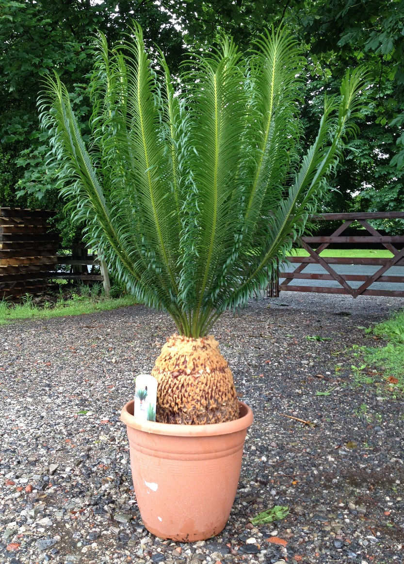 Thumbnail: Quality Cycas Panzhihuaensis.
