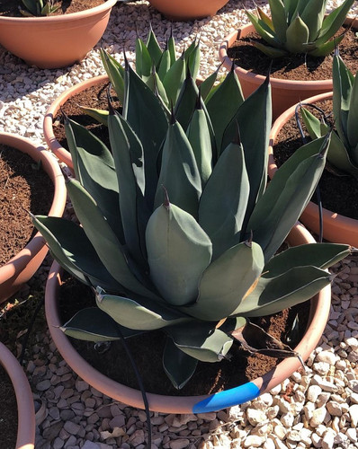 AGAVE 'SHARKSKIN'
