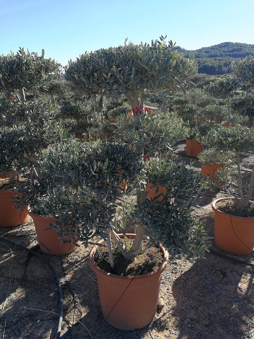 Thumbnail: Pom Pom Olive Trees