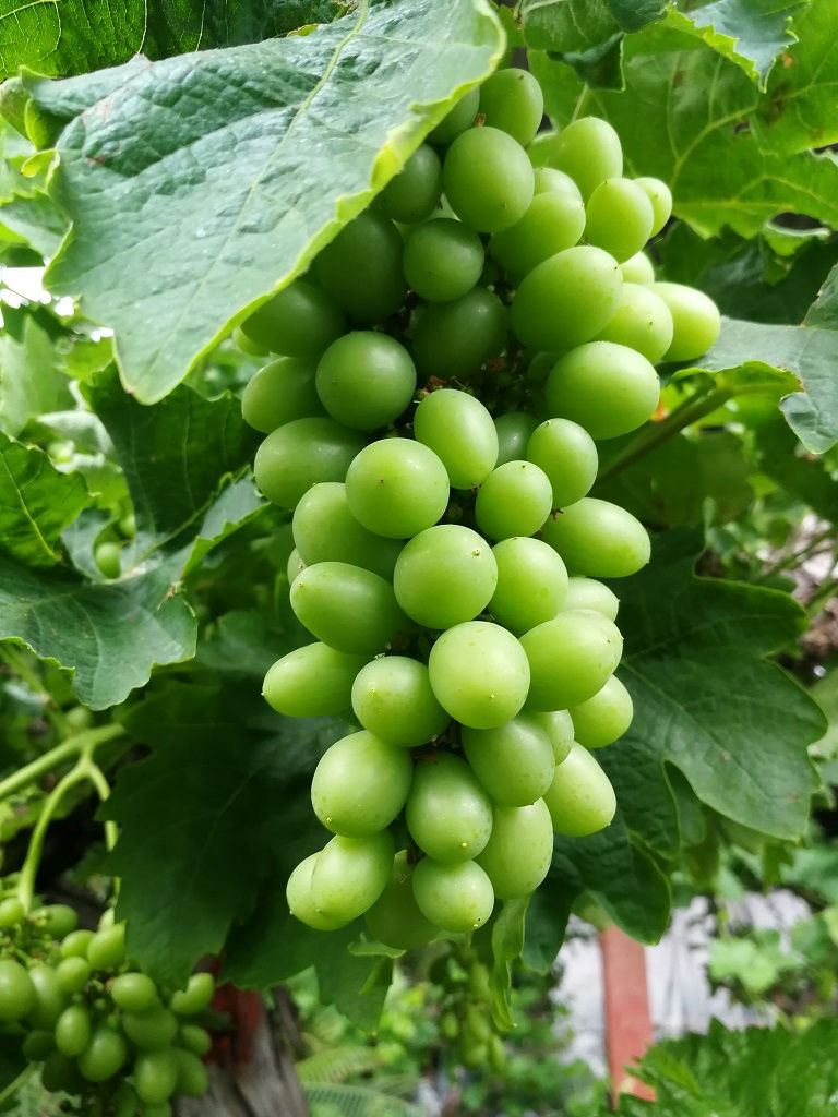 Thumbnail: Large Grape Vines. Variety 'Superior'.