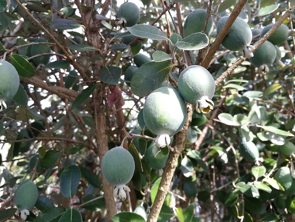 Thumbnail: Large Feijoa Sellowiana. Pineapple Guava Tree.