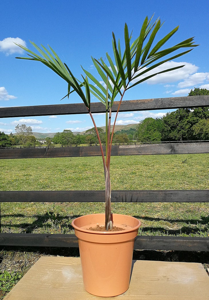 Hyophorbe Indica Palm For Sale. Champagne Palm Tree.