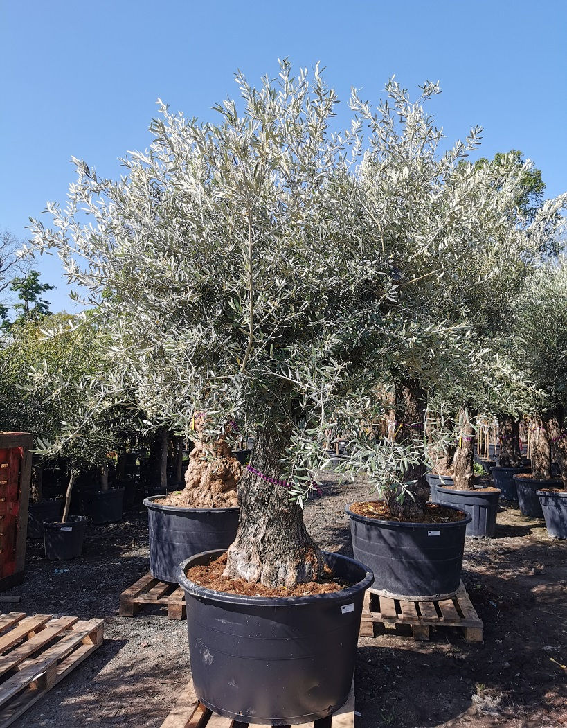 Thumbnail: Large Open Crown Olive Trees For Sale. Variety Picual