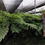 Thumbnail: Large Cyathea Tomentosissima 'Highland Lace' Tree Ferns For Sale