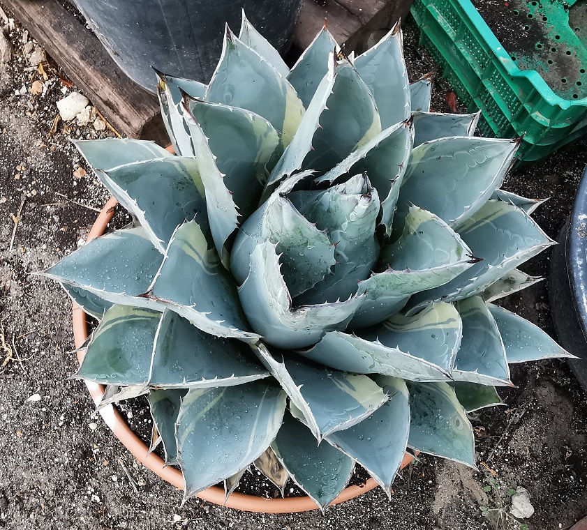 Agave Parrasana 'Sea Star' Plants For Sale.