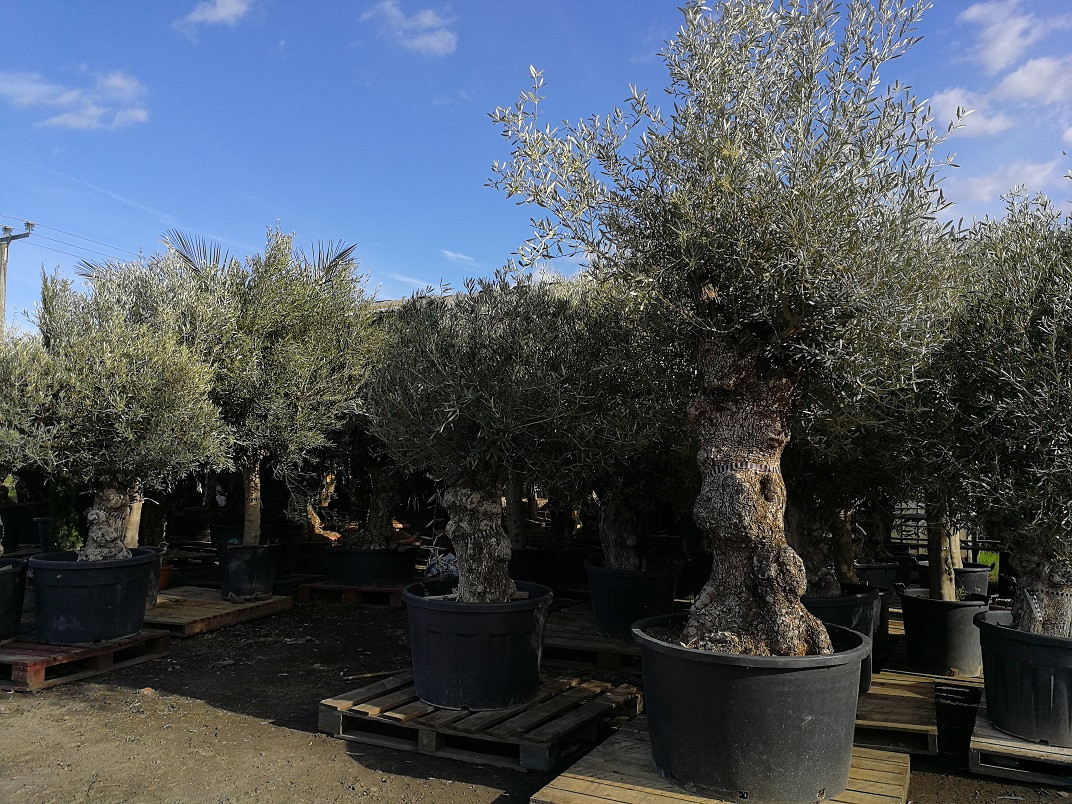Buy Olive Trees Online with Free Delivery in mainland UK. The Palm Tree Company
