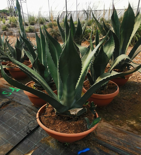 【親株】Agave shark skin × salmiana v. ferox 2026年最新】AGAVE salmiana v.feroxの人気アイテム - メルカリ
