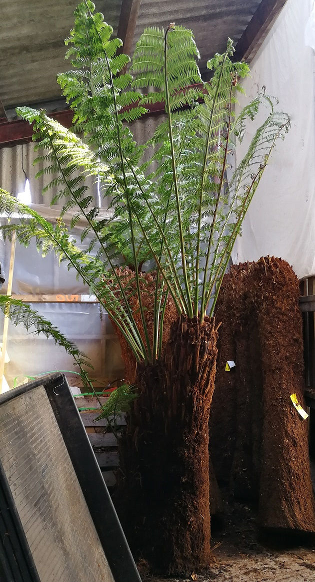 Thumbnail: Multi-Head and Unusual Trunk Tree Ferns For Sale