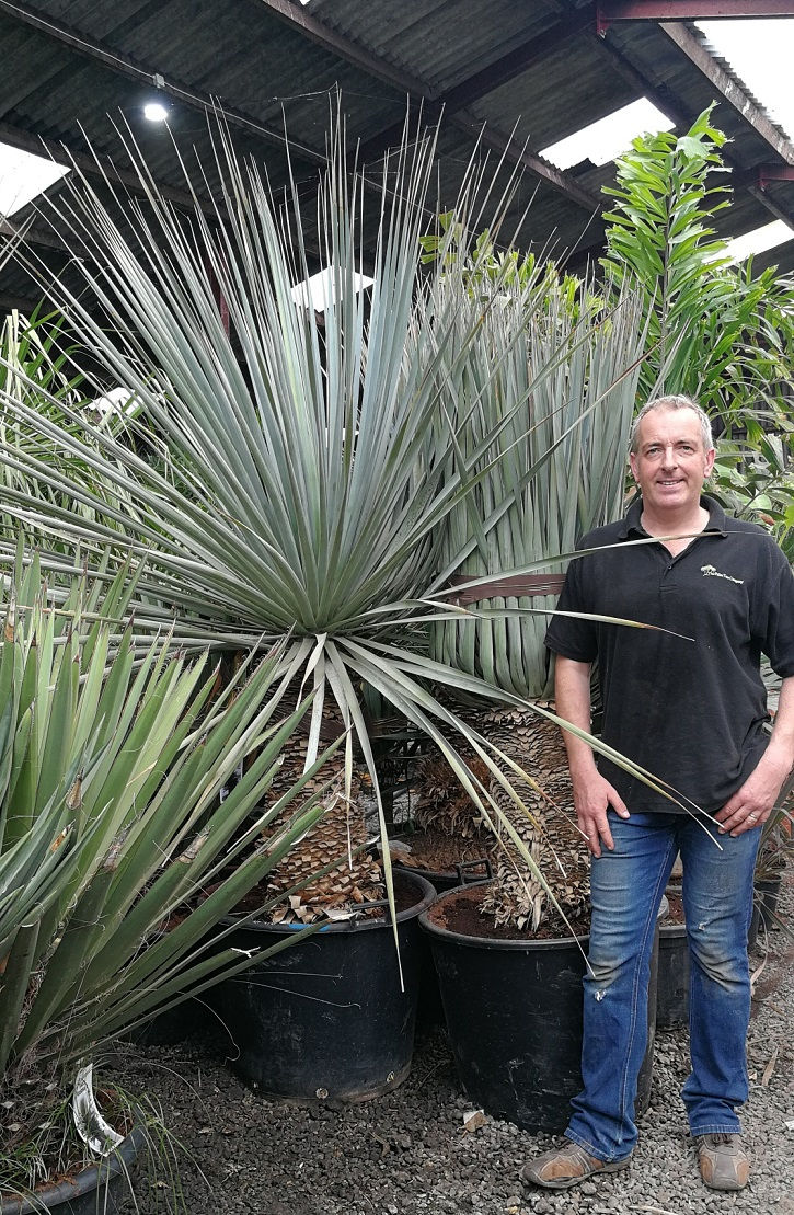 Thumbnail: Large Nolina Nelsonii for sale