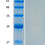 Thumbnail: Recombinant Human TGF-beta3 Protein (animal-free)