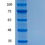 Thumbnail: Recombinant Human IL-18 Protein (animal-free)