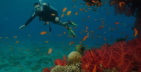 Red Sea Boat Trips