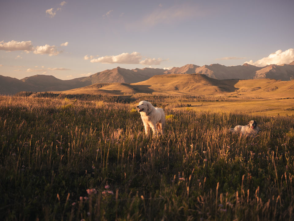 White and brown dogs in golden mountain landscape at sunset photographed by Ex Litore for Vero Smokey Bear watch campaign.