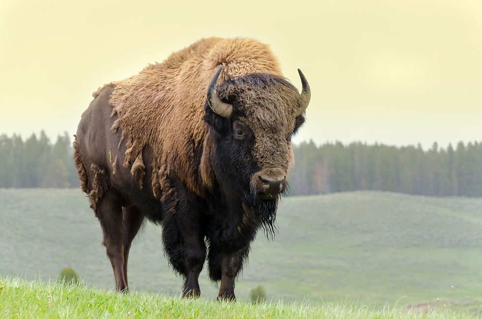 Yellowstone Cover Background.jpg