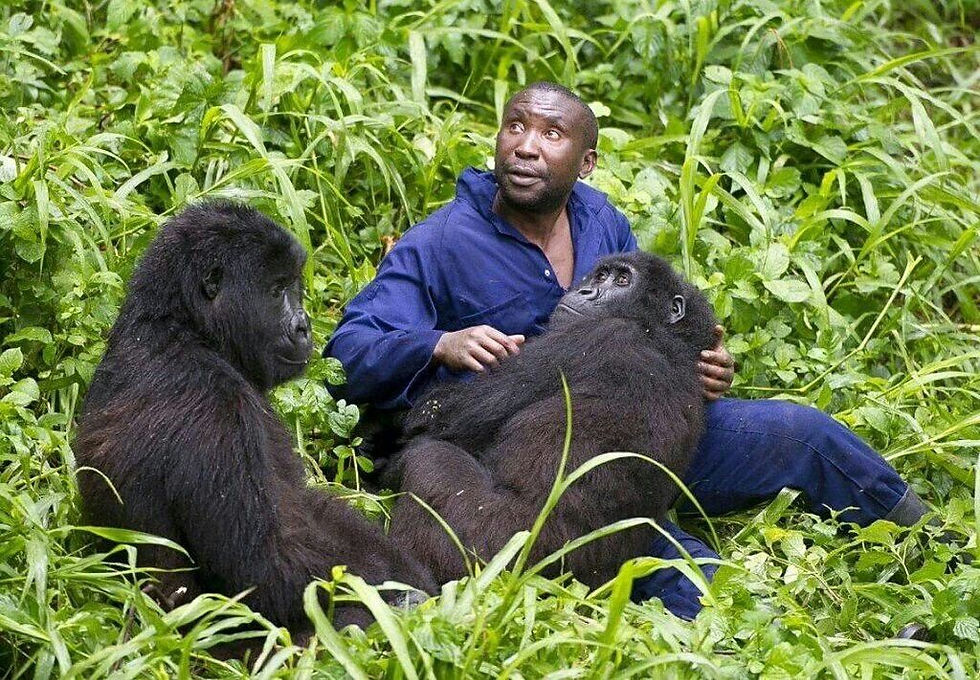 Gorilla Guide