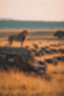 Majestic lion overlooking wildebeest migration