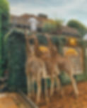 Giraffe Manor in Kenya