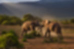 A herd of Elephants