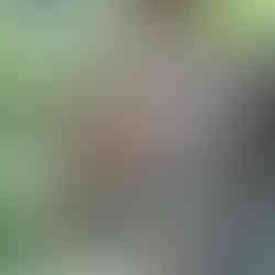 The Aventurine Square Drop Earrings, featuring hammered copper square frames with green aventurine beads, photographed hanging from a plant stem.