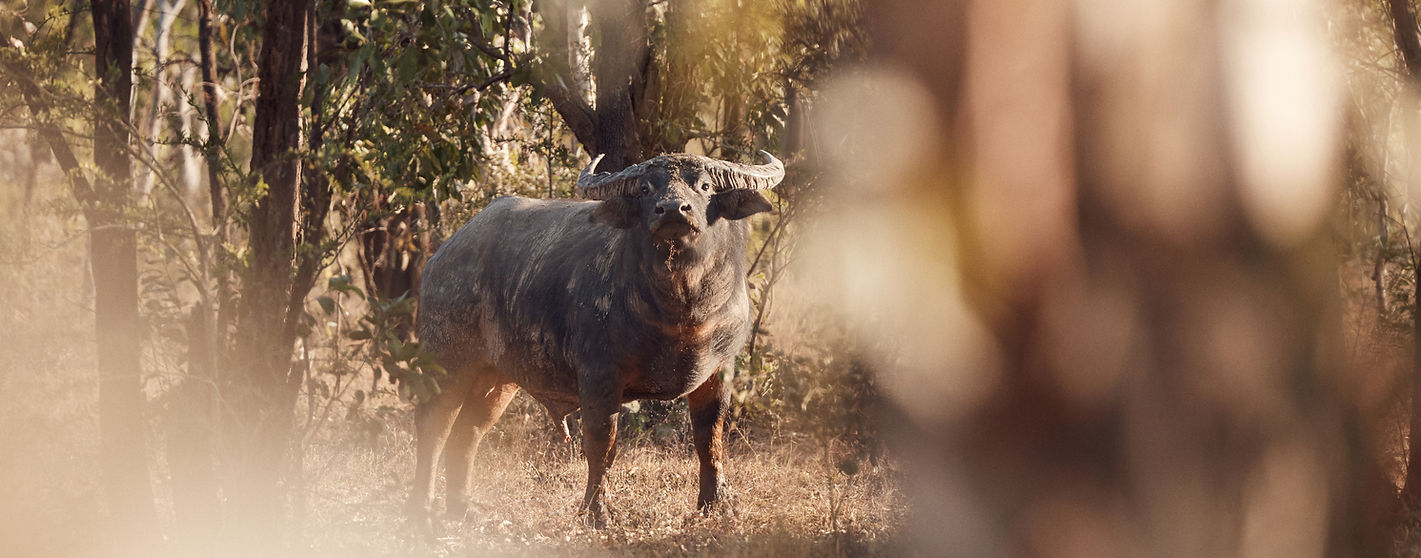 Wild Buffalo Hunting Safari NT