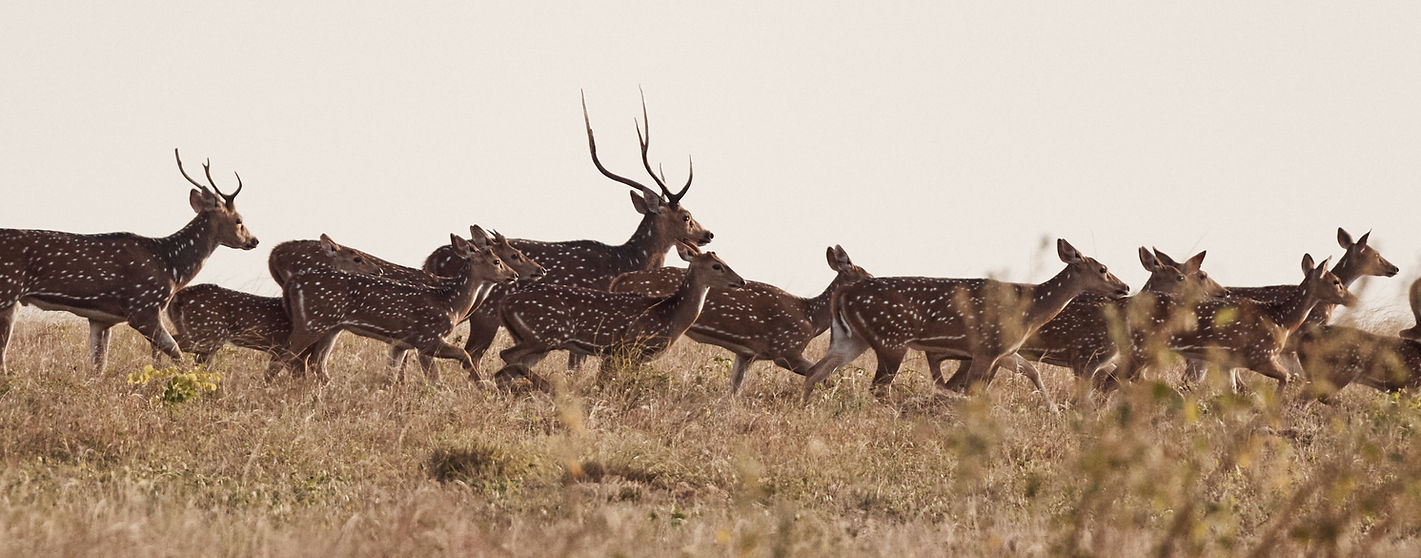 Wild Chital Deer