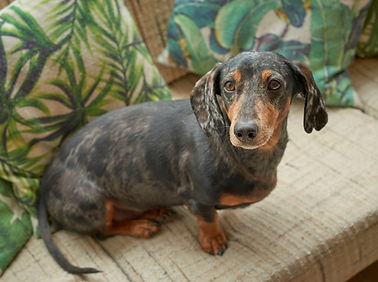 _SHJ_photos_ LowRes_3.jpg