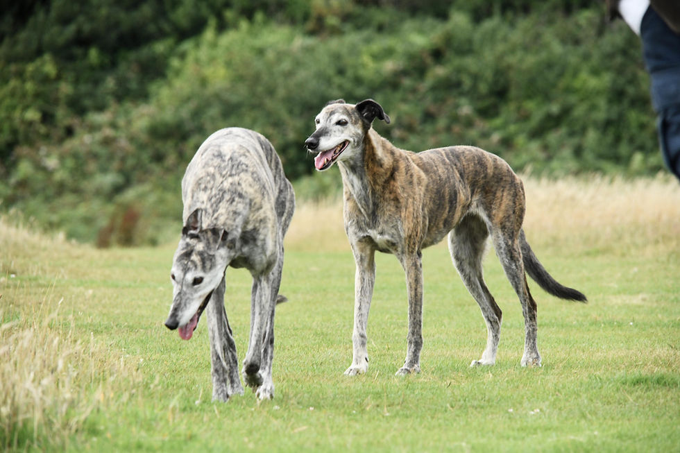 19.07.25_pirateday_226