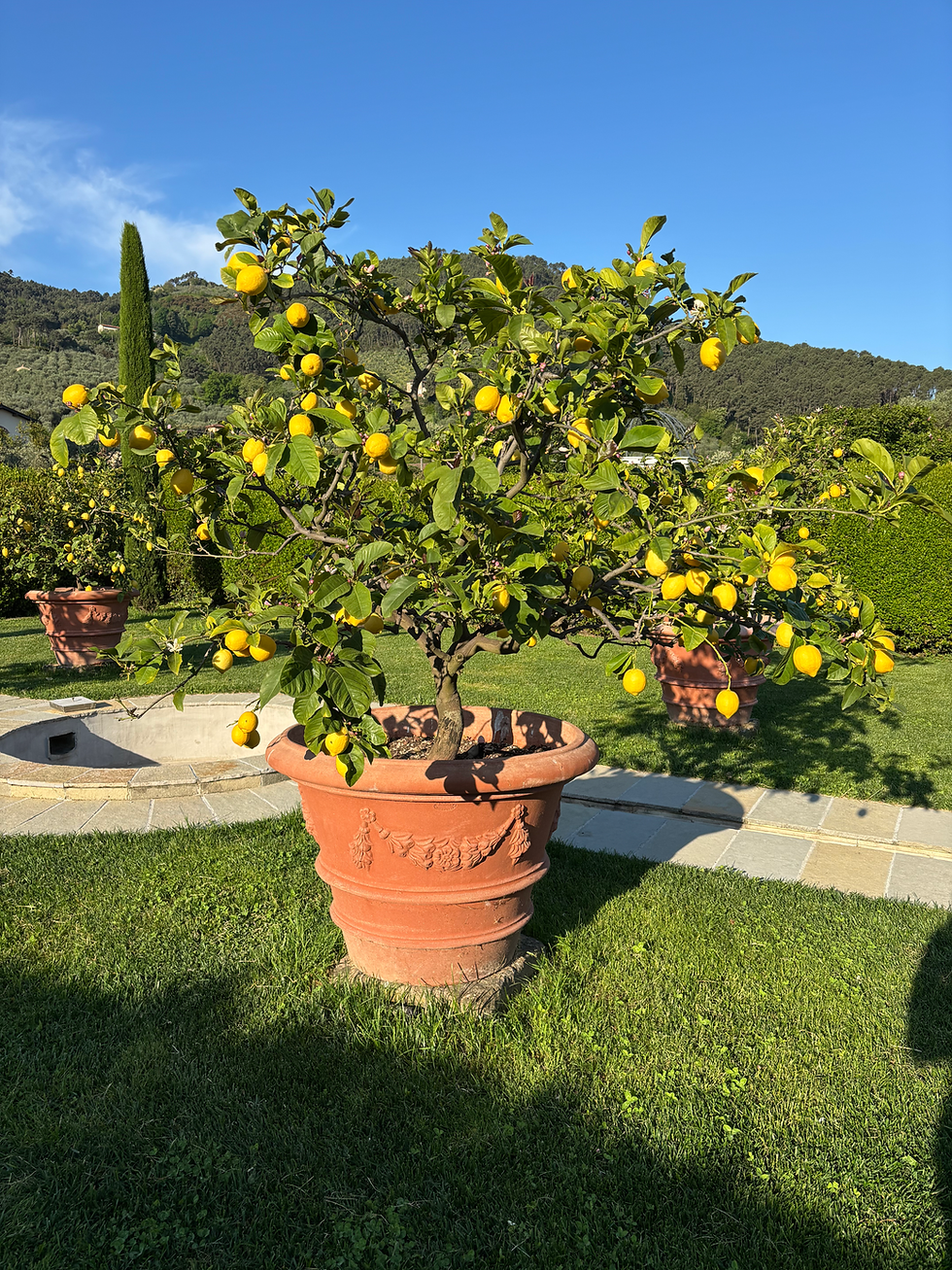 Vaso di limone