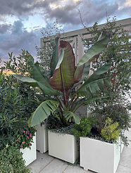 Terrazza BS.jpg