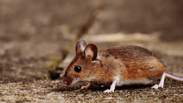 mouse getting microshocked