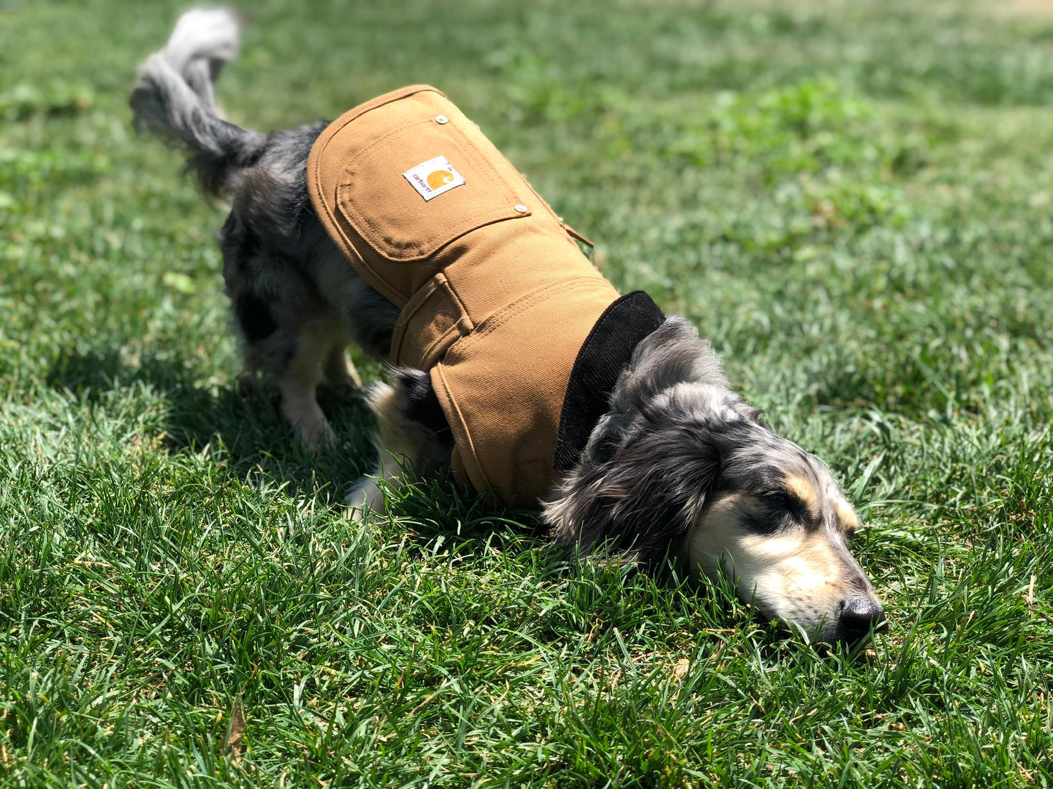 Carhartt Dog Chore Jacket 