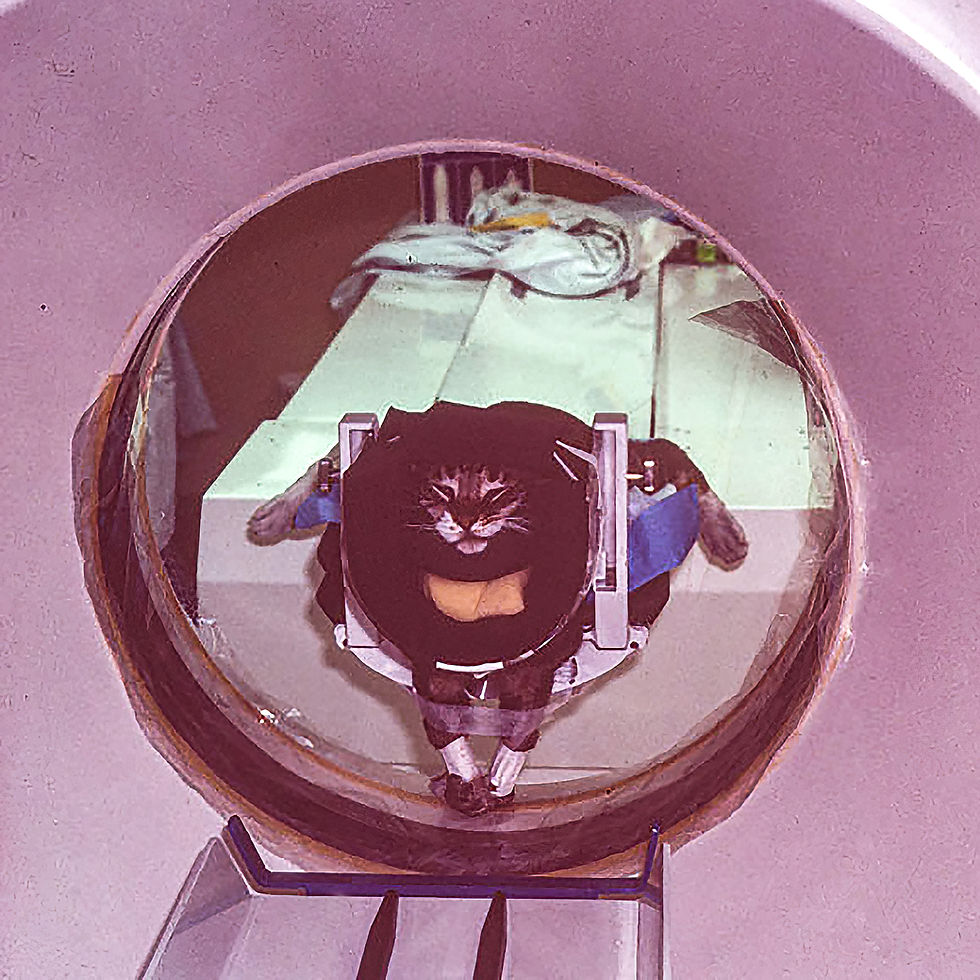 Cat positioned for the first CAT Scan of a Cat