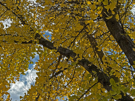 The Tree That Time Forgot: The world according to Ginkgo (#453)