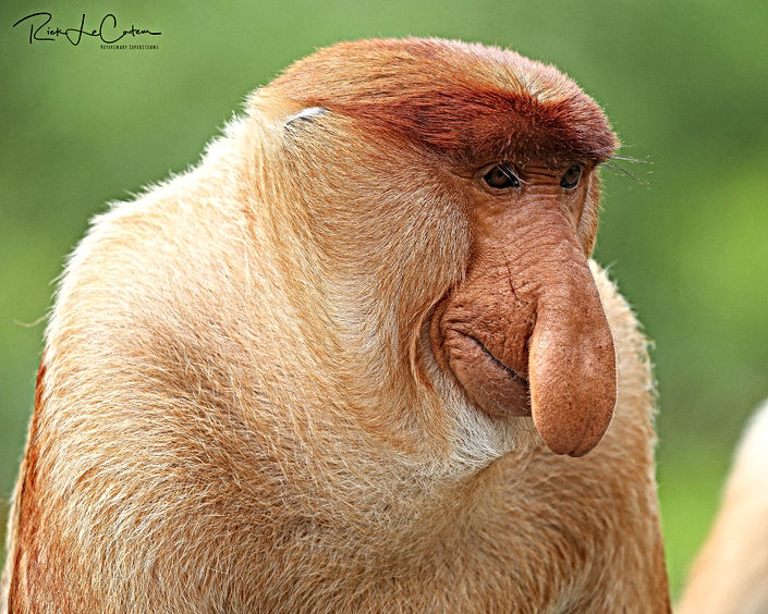 PROBOSCIS MALE PORTRAIT-1.jpg