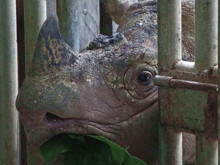 Borneo's Lonely Giant: The last Malaysian rhino (#50)
