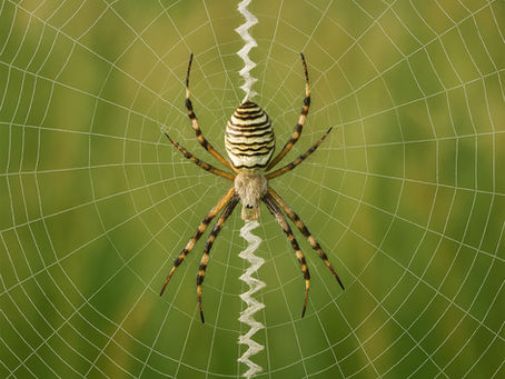 Gotta Love Spiders: The stabilimentum (#440)