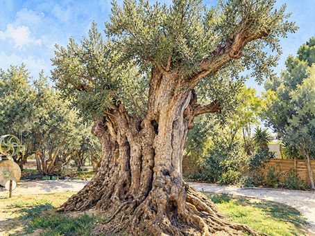 L’Oulibo: A Taste of History in the Heart of the Languedoc (#750)
