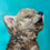 Thumbnail: Birthday/Special occasion paint party (2 hour event) with Amber Ruehe