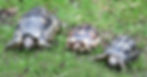 tortoises.jpg