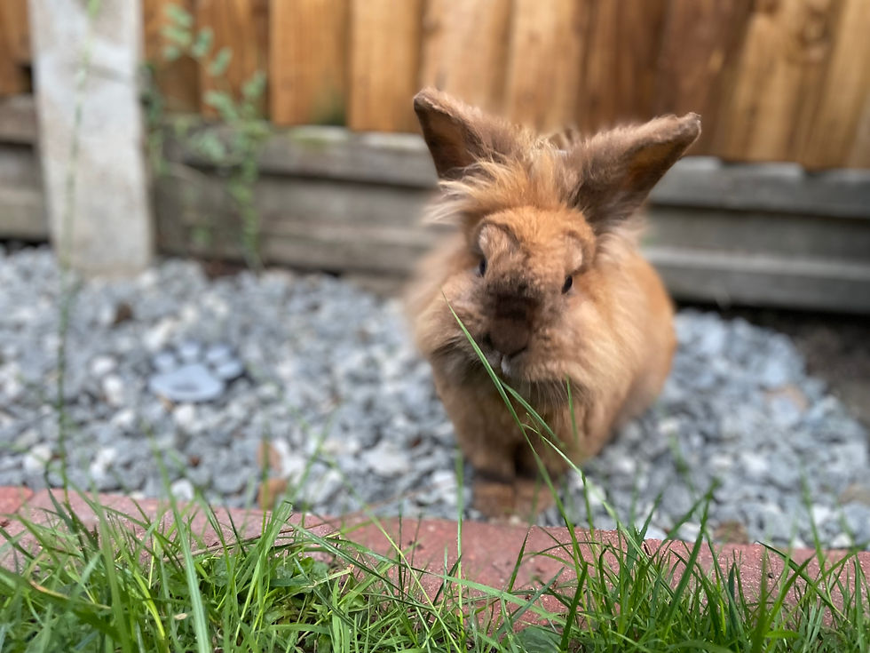 The Oaks Bunny Cafe
