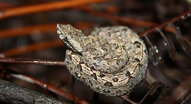 Merrem's Hump-nosed Viper (Hypnale hipnale).jpg