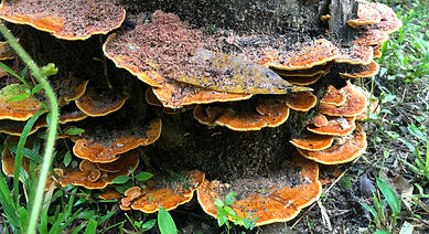 Mushrooms.JPG